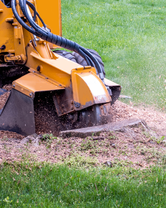 Baumstumpf wird mit einer Stumpffräse entfernt, Teil der Garten- und Landschaftsbauarbeiten im Wesertal.